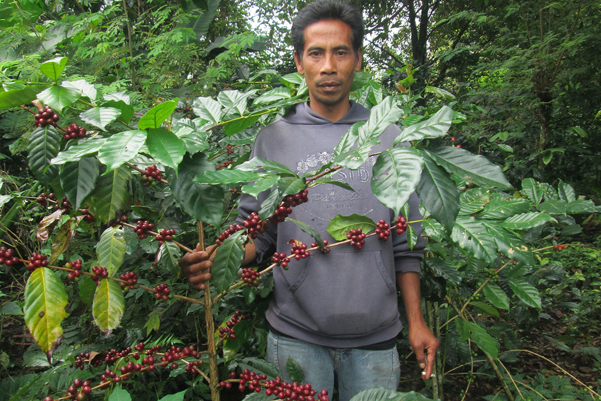 Coffee Ready to Harvest