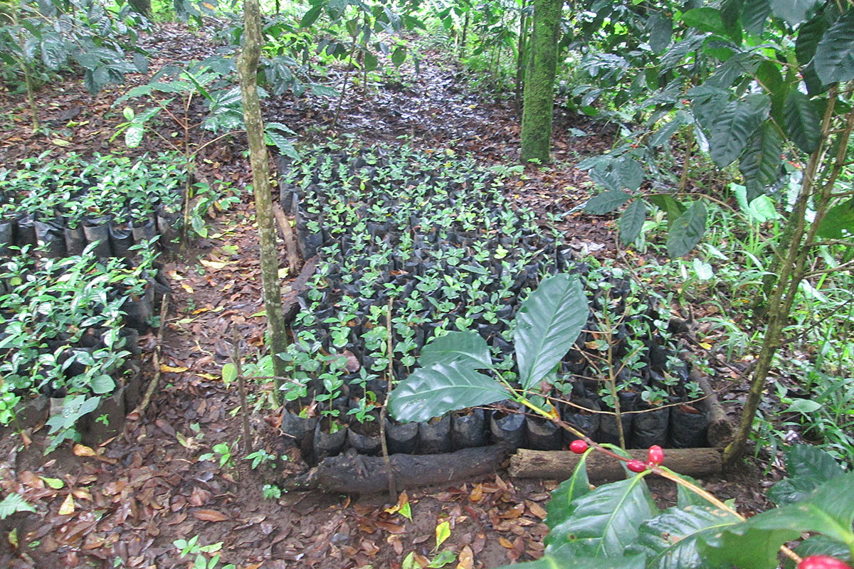 Coffee Seedlings Await Planting
