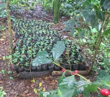 Coffee seedlings