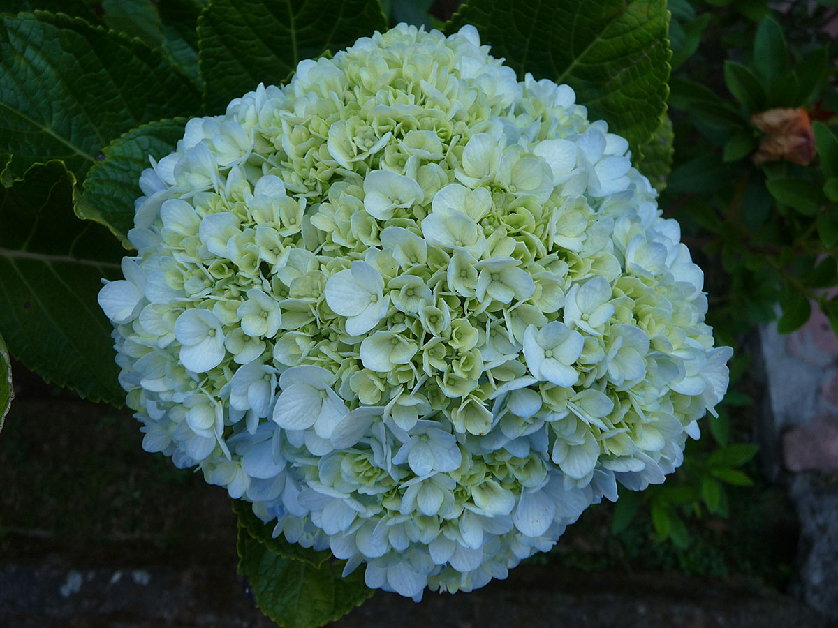 Hydrangeas are prized for Balinese offerings