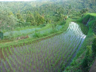 Rice paddies in Munduk