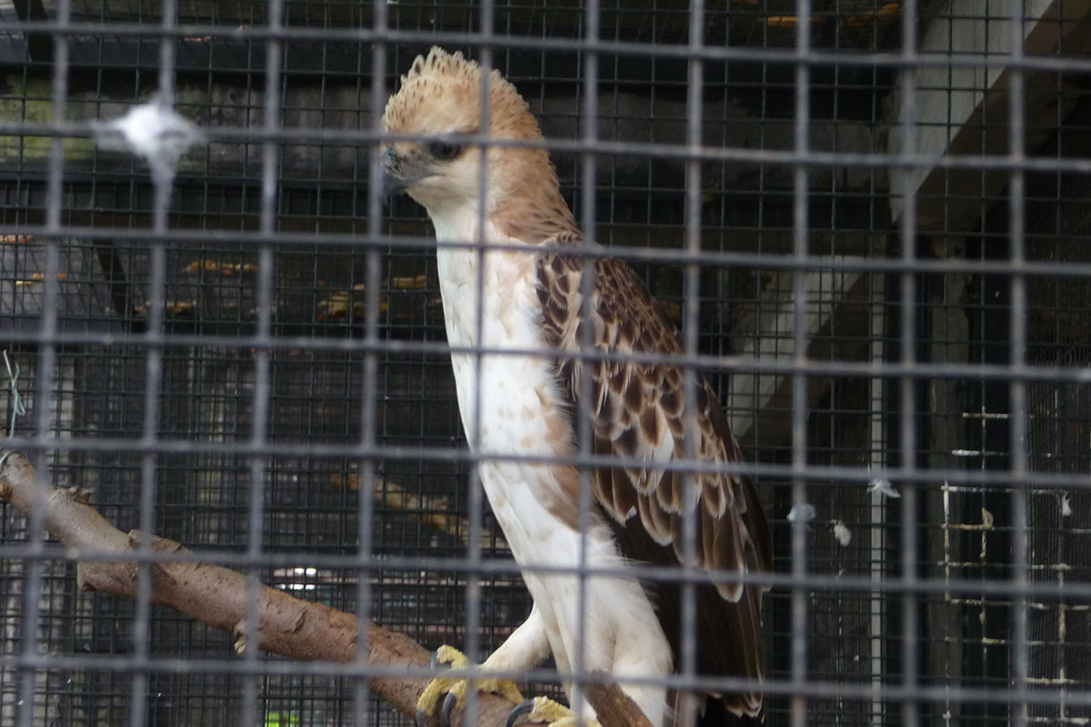 Changeable Hawk Eagle Awaits Its Turn at FNPF Release Centre