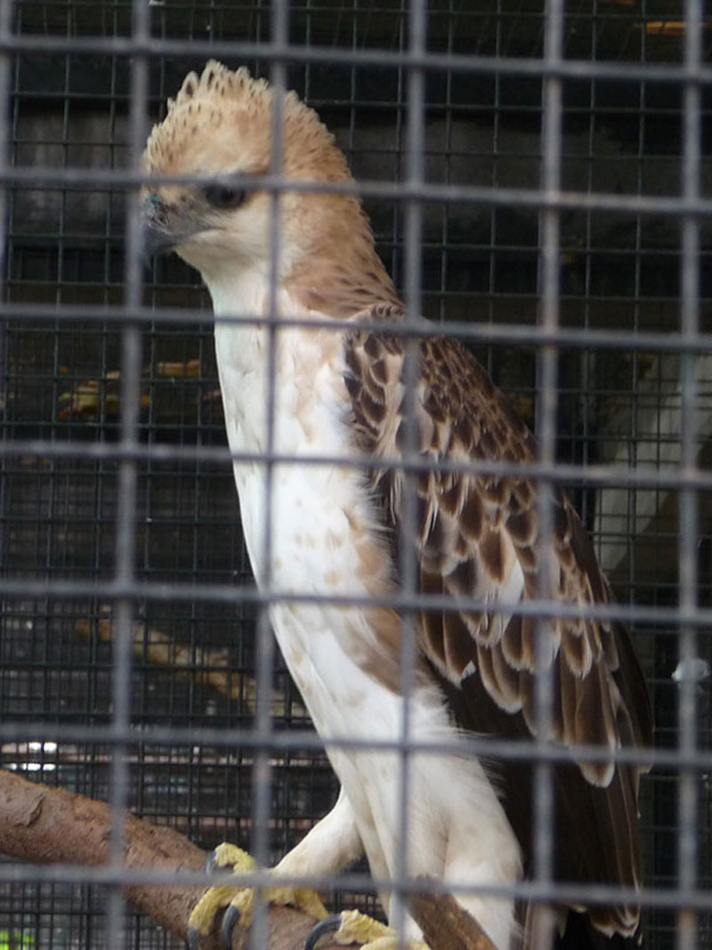 A Changeable Hawk Eagle Waits His Turn