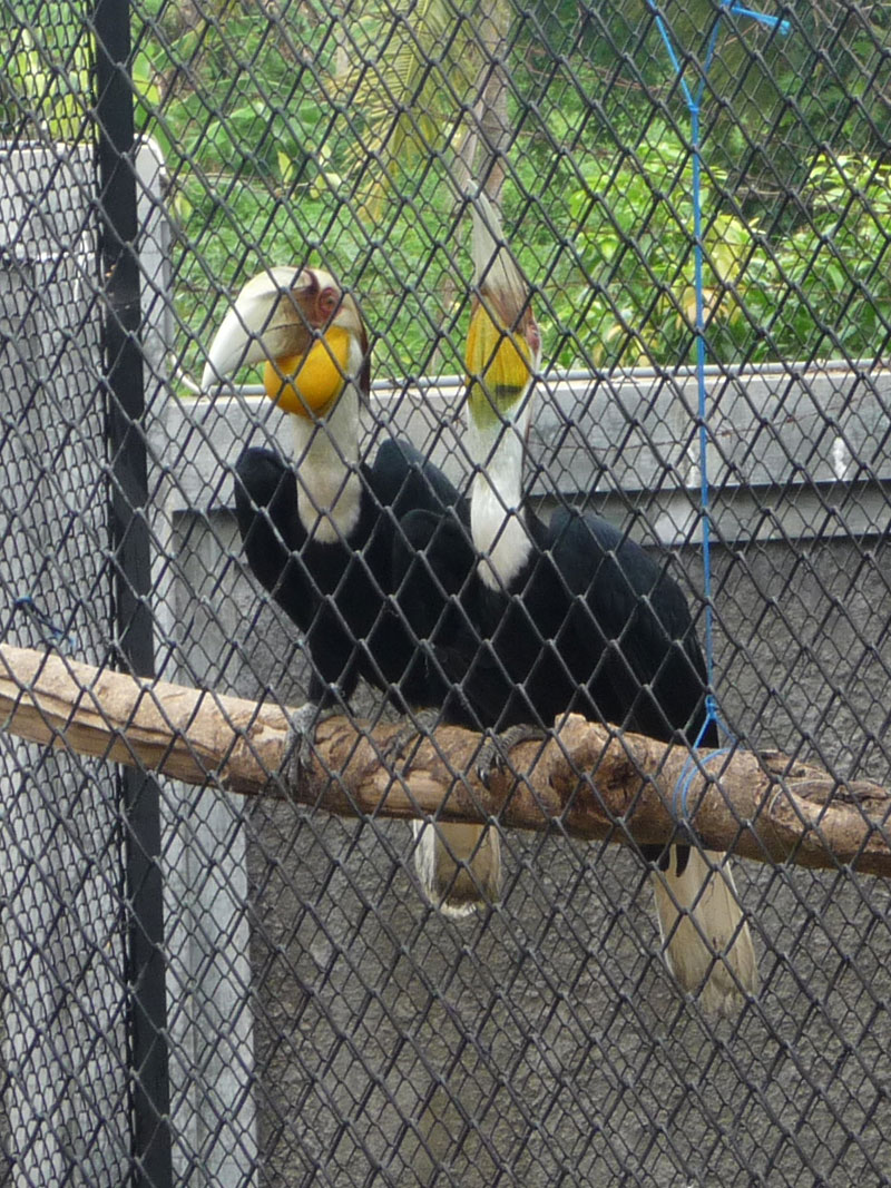 A Pair of Hornbills Waiting for Release