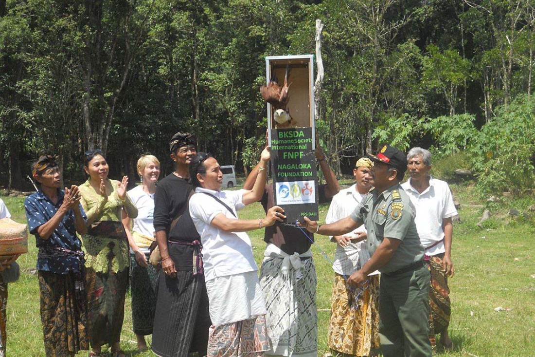 Changeable Hawk Eagle Released by Police & Forest Ministry Officials