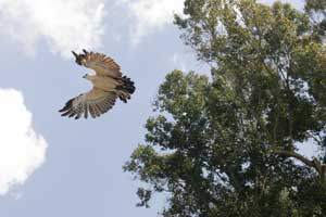 A Changeable Hawk Eagle being released