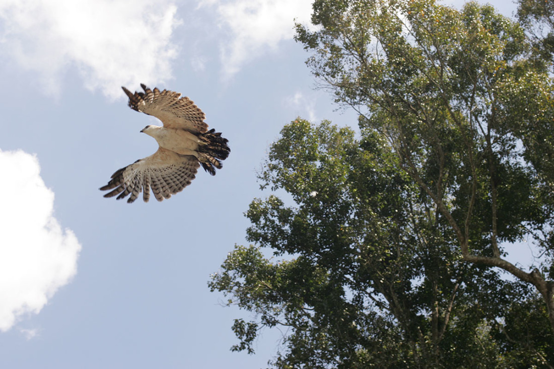 A Changeable Hawk Eagle is Released